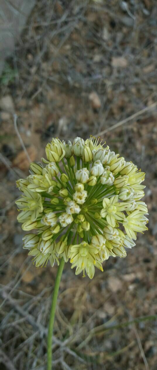 پیاز گل زرد - معرفی گیاهان بومی ایران